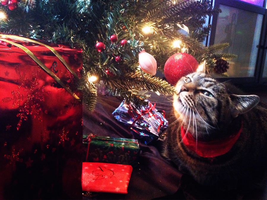 holiday-wud