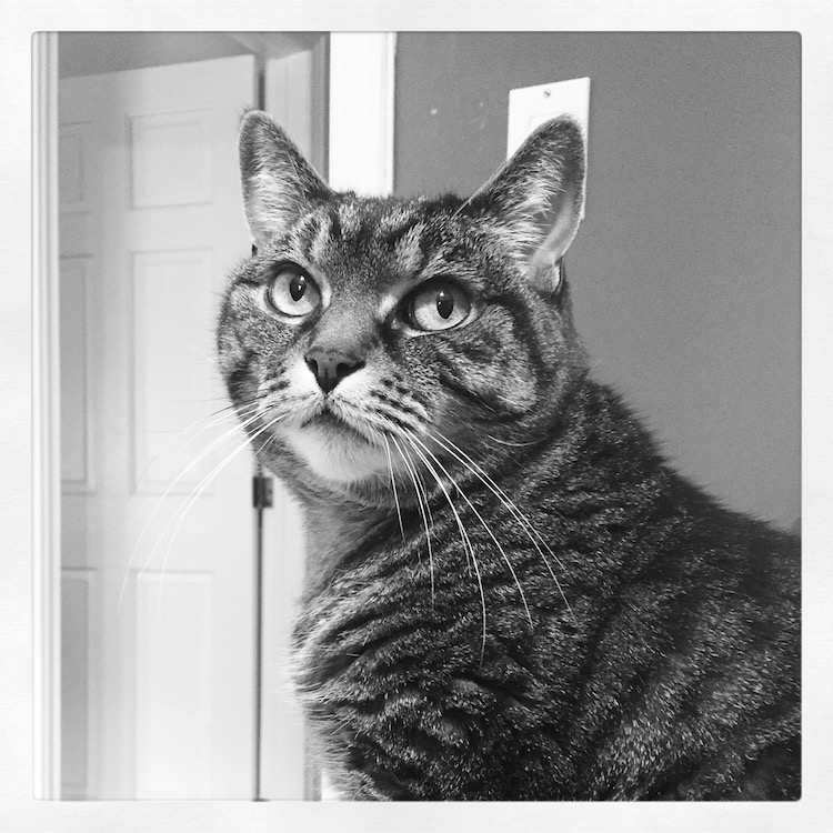 Chababa-black-and-white